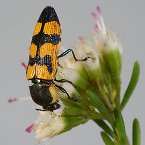 Castiarina creta, PL0480, male, on Homoranthus wilhelmii, EP, 11.0 × 3.9 mm